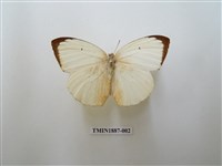 藏品(細波遷粉蝶)的圖片